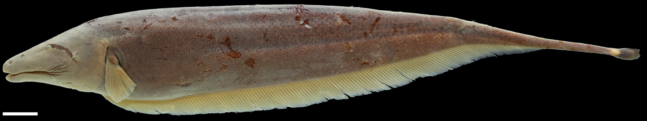 Holotype of <em>Apteronotus galvisi</em>, IAvH-P-8133_Lateral, 184.4 mm TL (scale bar = 1 cm). Photograph by C. DoNascimiento