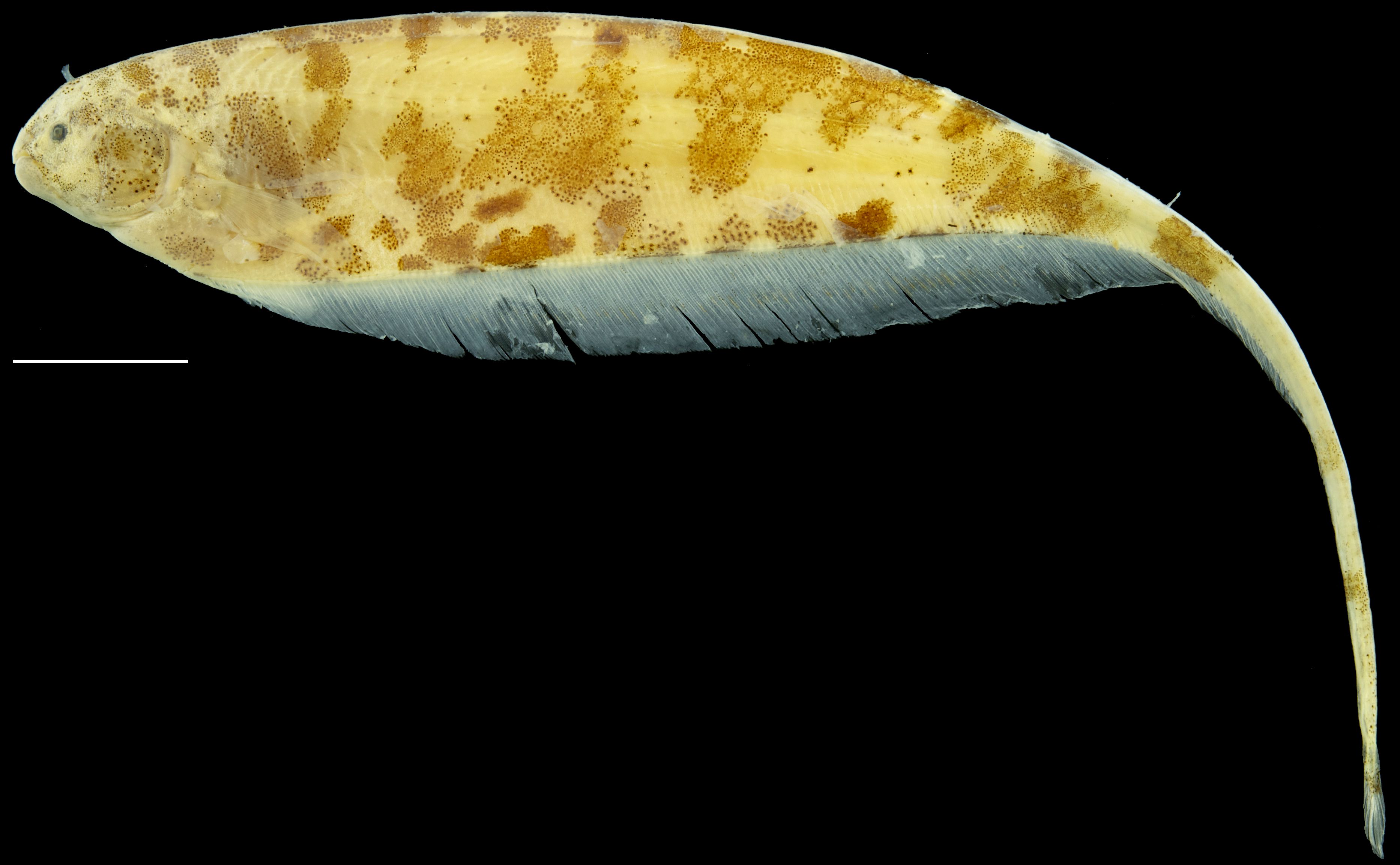 Paratype of <em>Adontosternarchus nebulosus</em>, IAvH-P-8585_Lateral, 106.0 mm TL (scale bar = 1 cm). Photograph by M. H. Sabaj Pérez