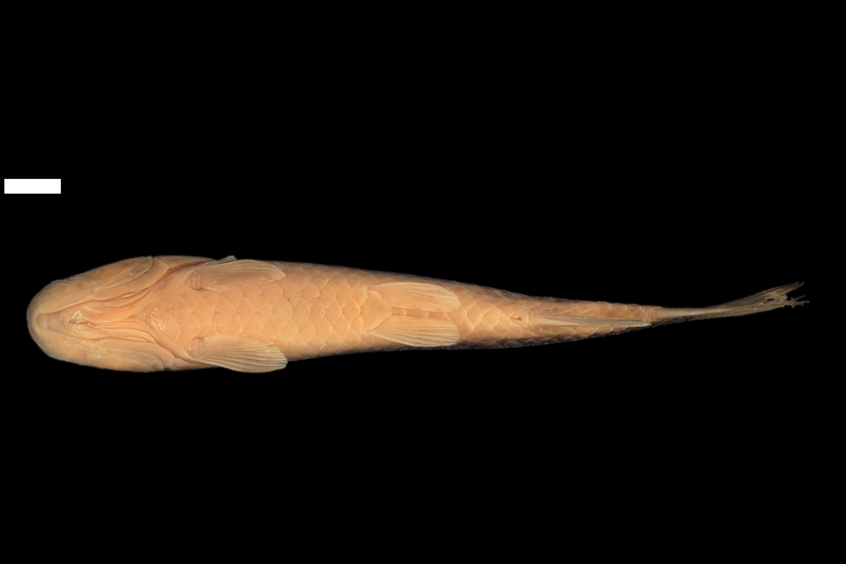 Paratype of <em>Lebiasina ortegai</em>, IAvH-P-9875_Ventral, 116.4 mm SL (scale bar = 1 cm). Photograph by J. E. García-Melo